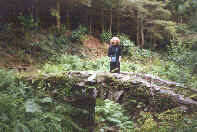 a bridge in the park at Glynllifon